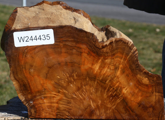Extra Fancy Teak Live Edge Turning Blank