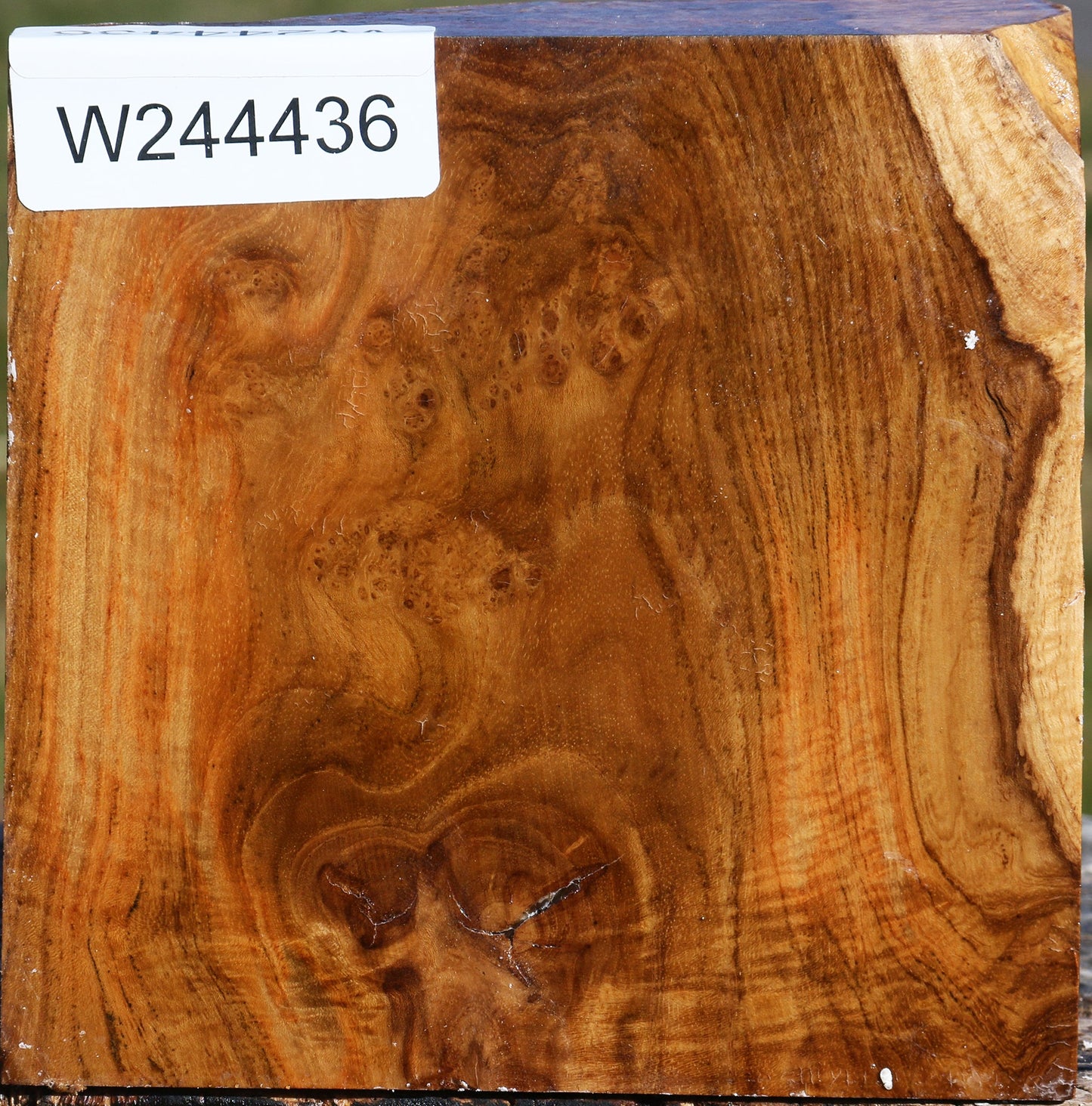 Teak Burl Bowl Blank