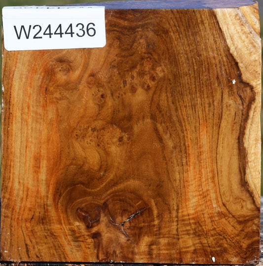 Teak Burl Bowl Blank