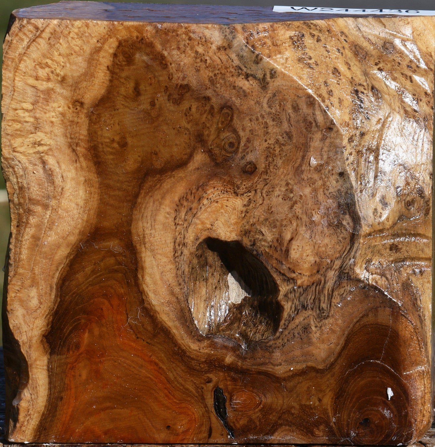 Teak Burl Bowl Blank