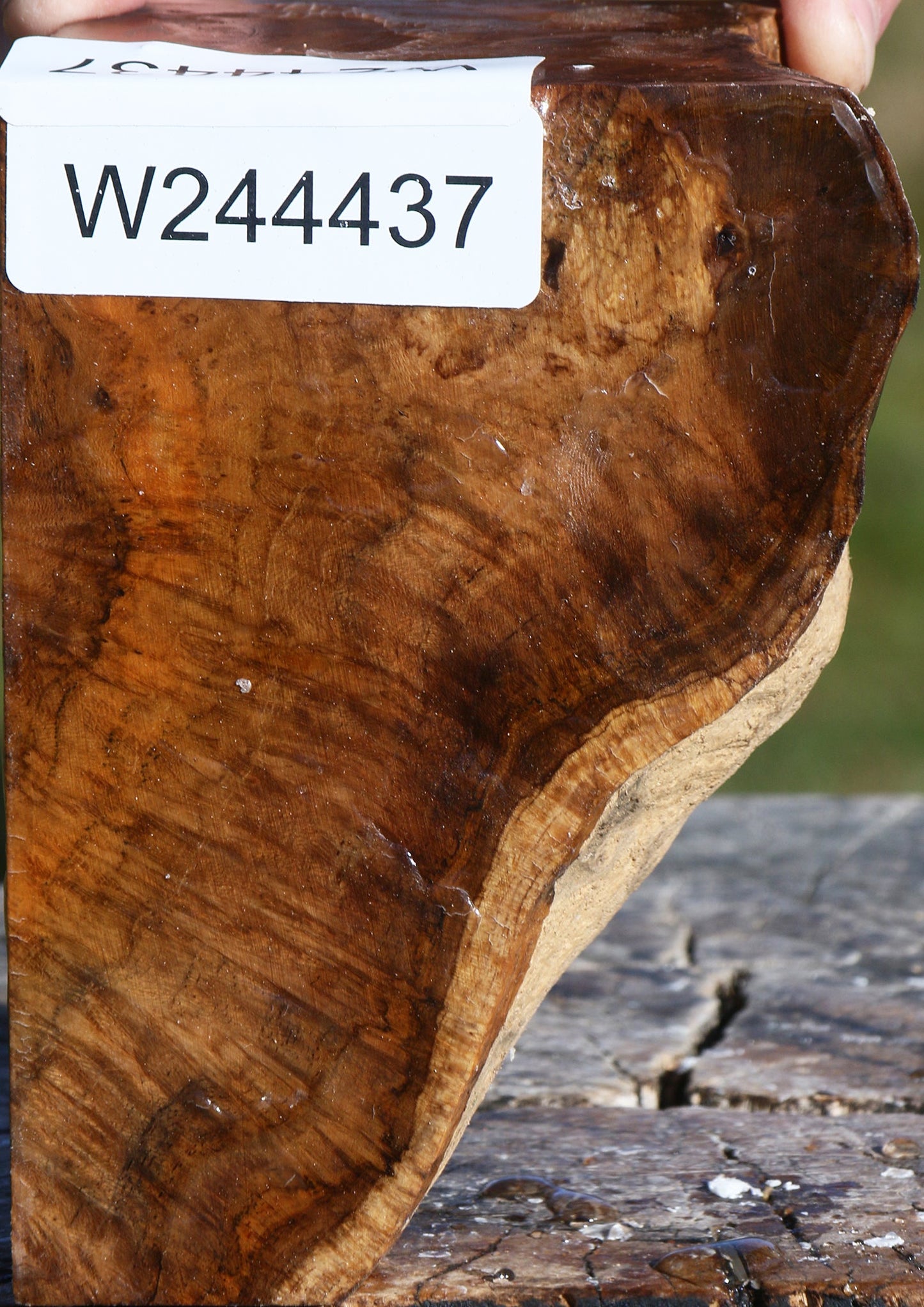 Teak Burl Live Edge Turning Blank