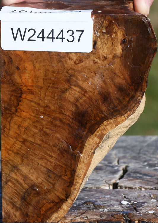 Teak Burl Live Edge Turning Blank