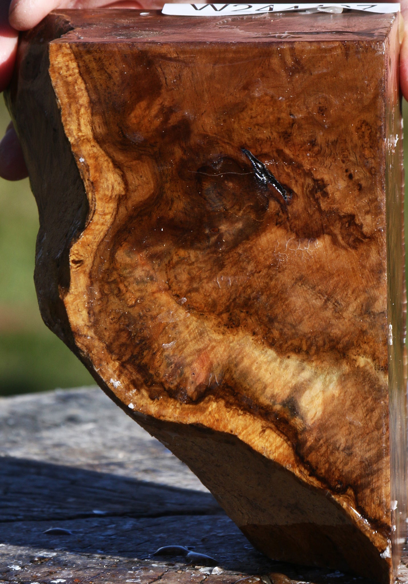 Teak Burl Live Edge Turning Blank