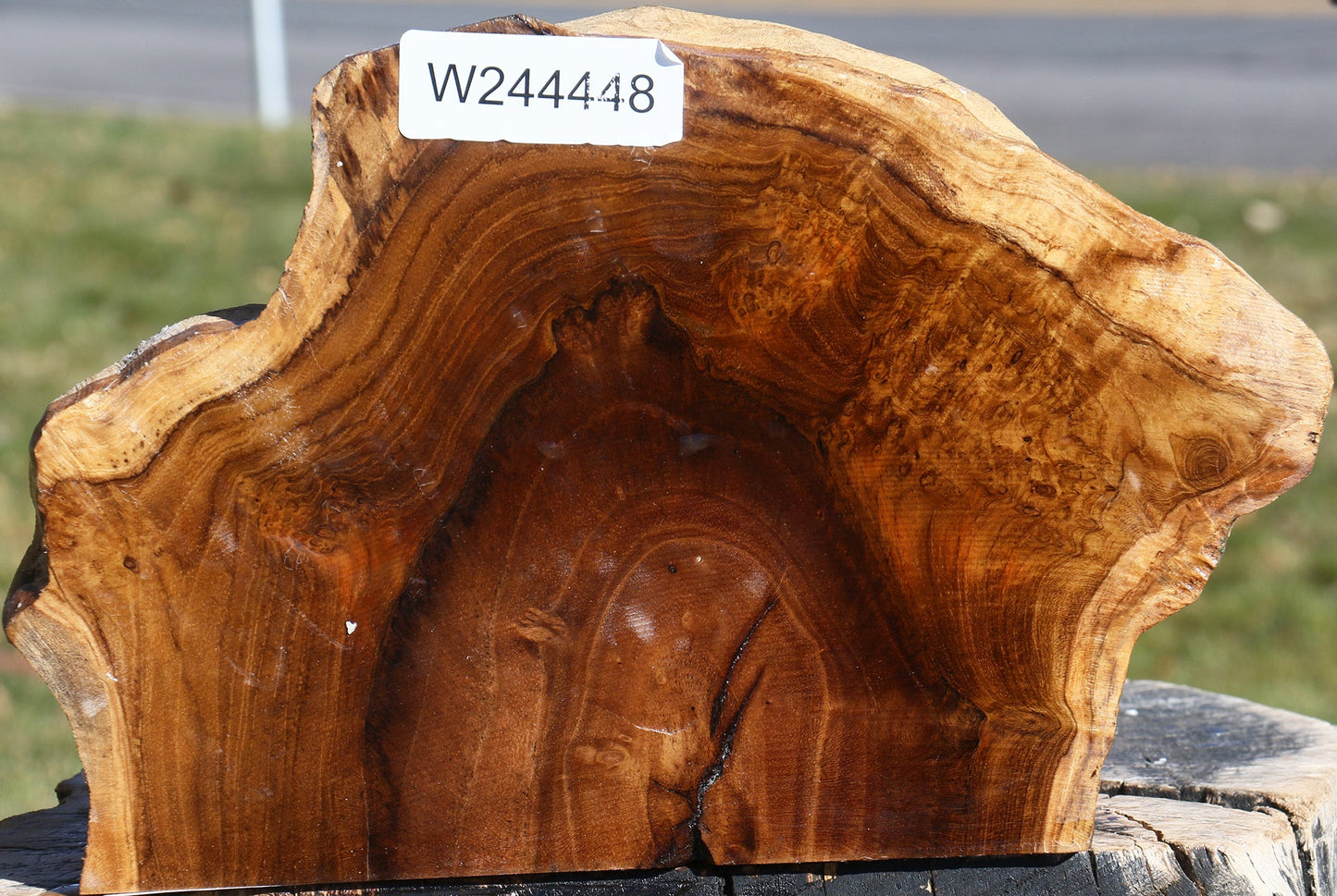 Teak Burl Live Edge Turning Blank