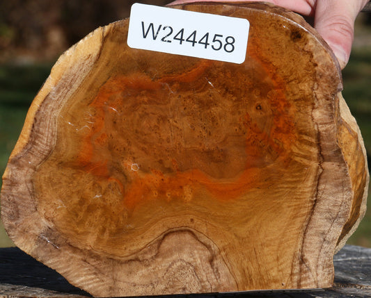 Teak Burl Cap