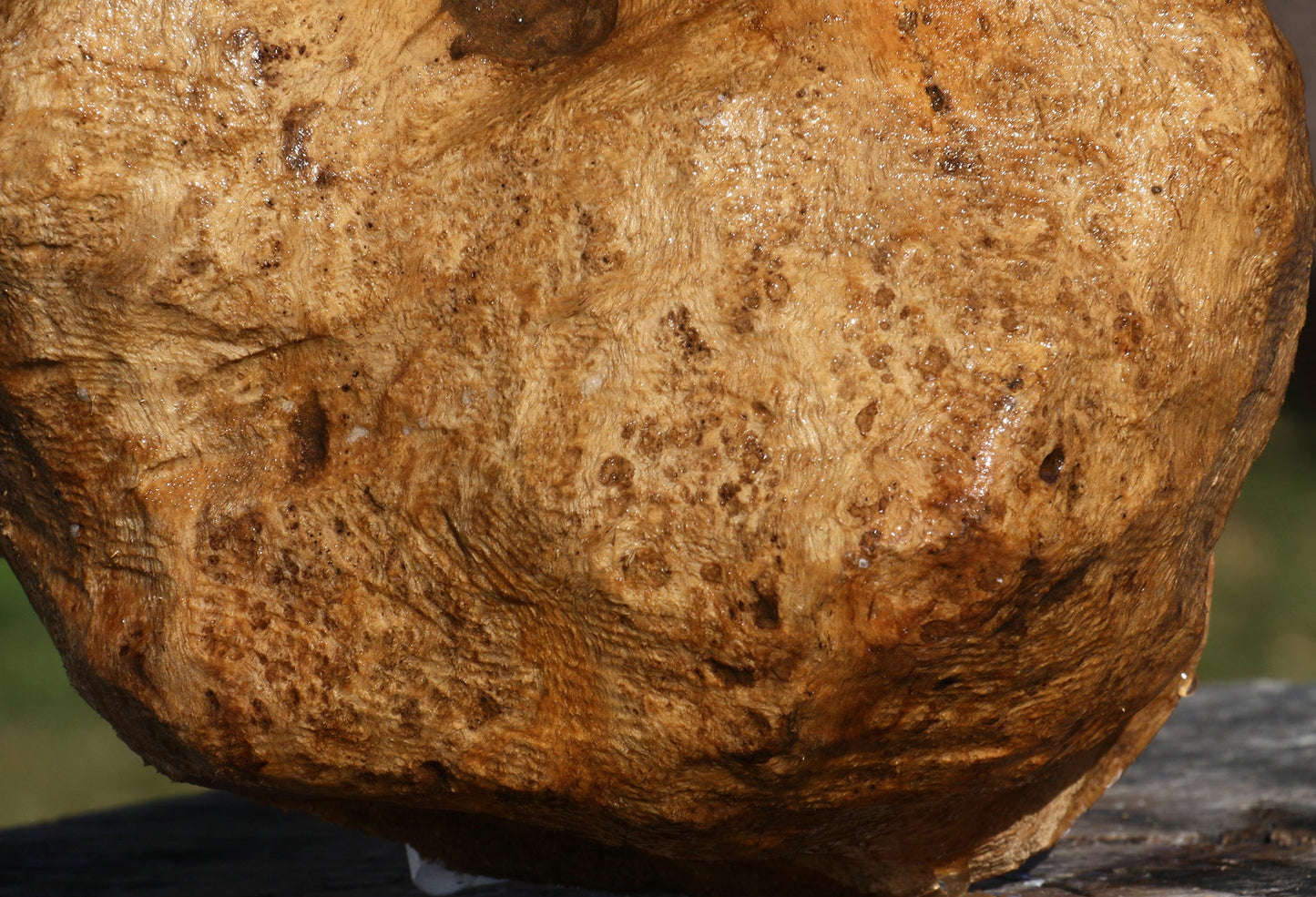 Teak Burl Cap