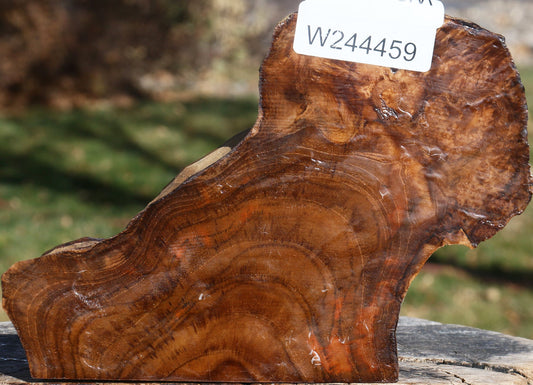 Figured Teak Live Edge Turning Blank