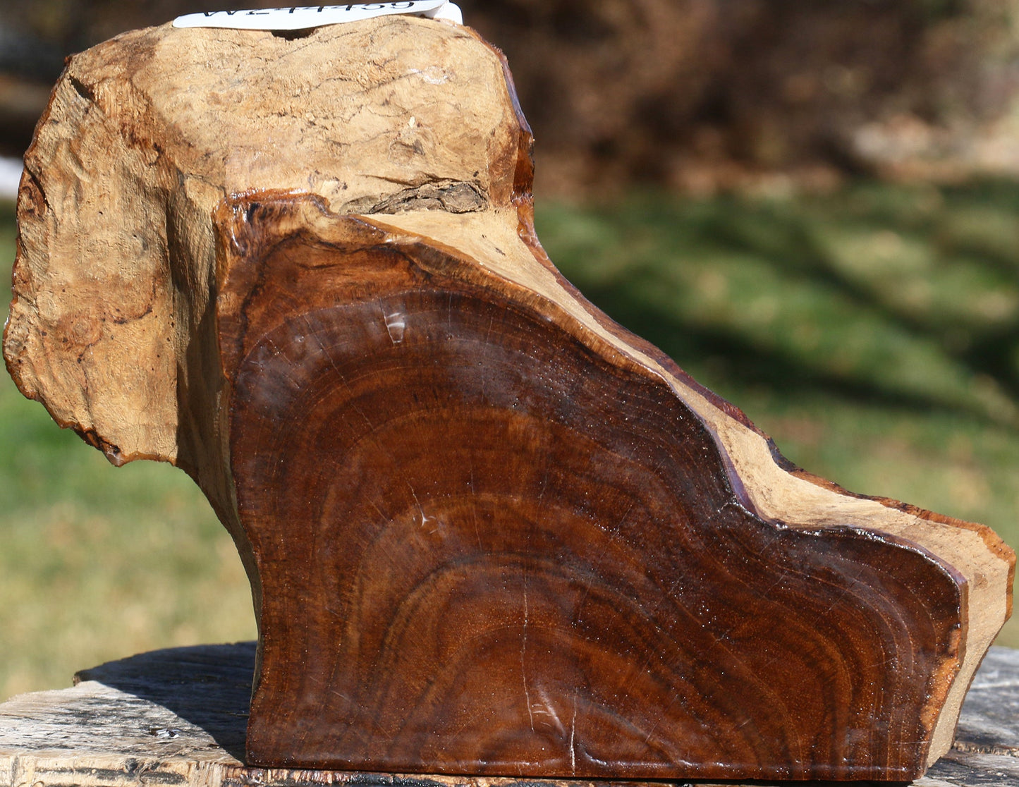 Figured Teak Live Edge Turning Blank