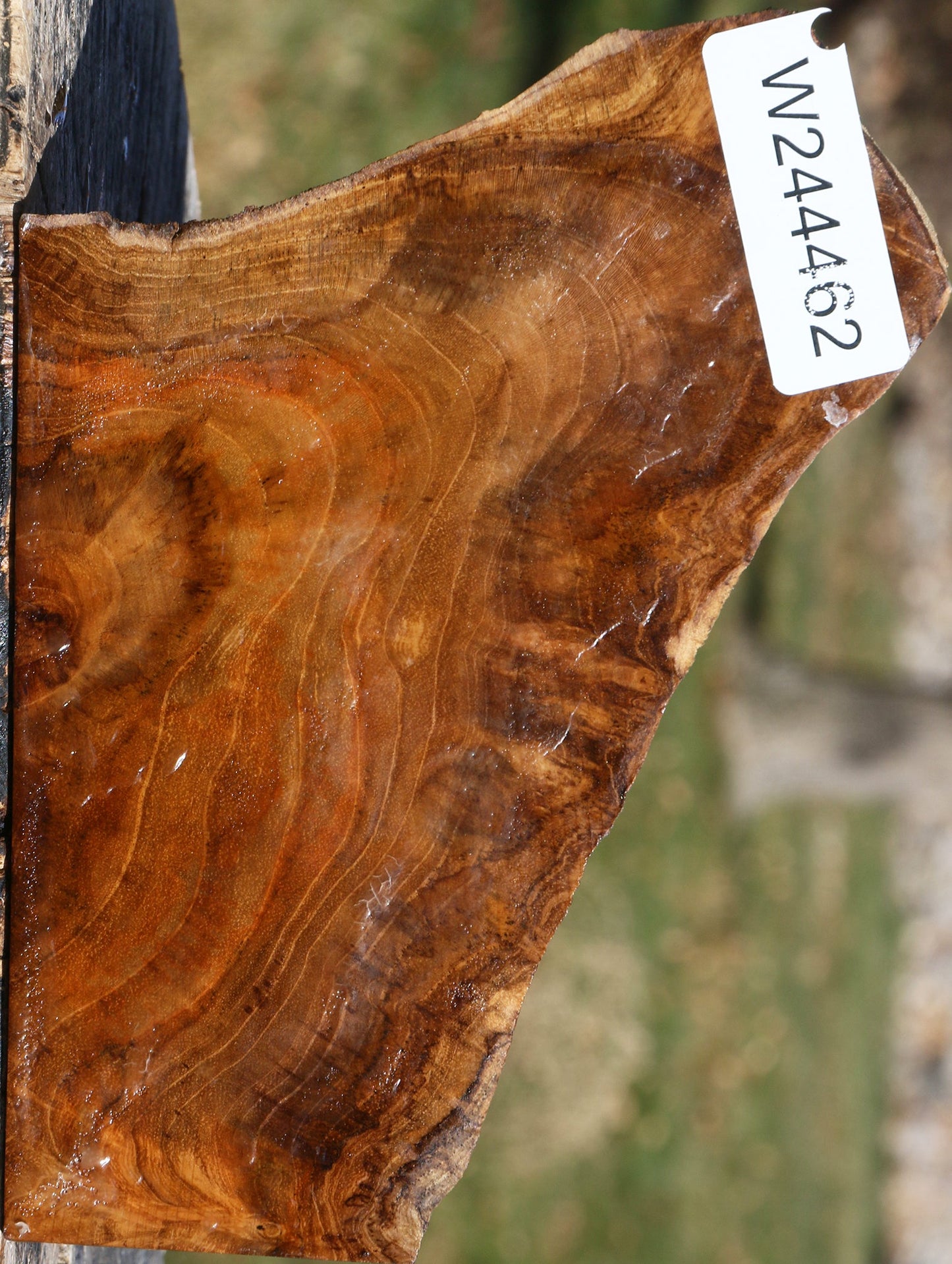 Extra Fancy Teak Live Edge Turning Blank