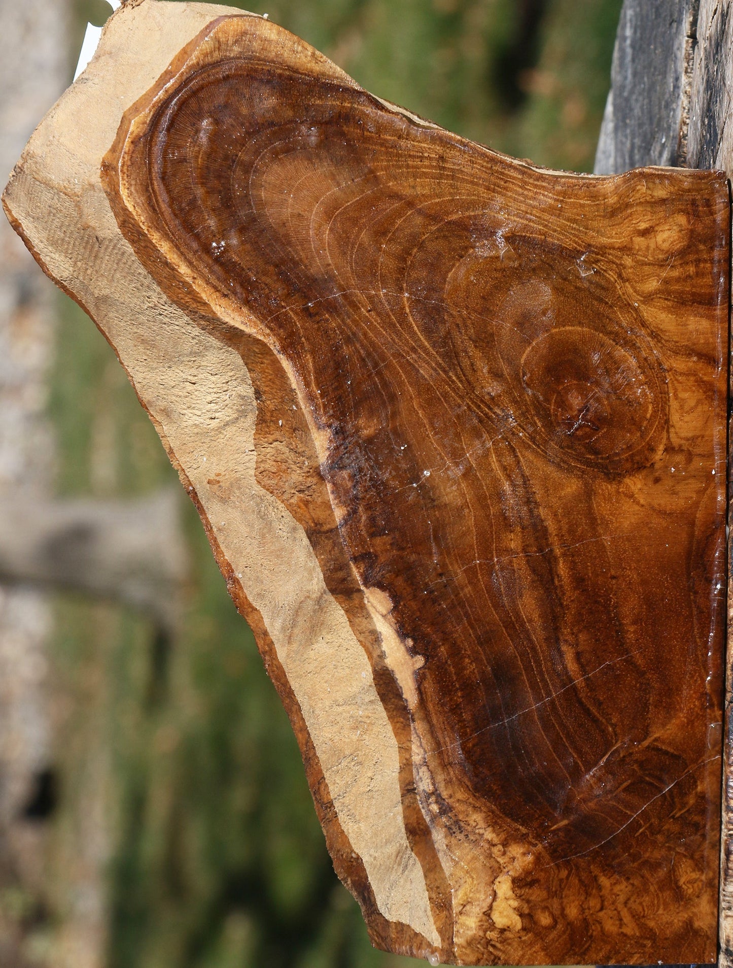 Extra Fancy Teak Live Edge Turning Blank