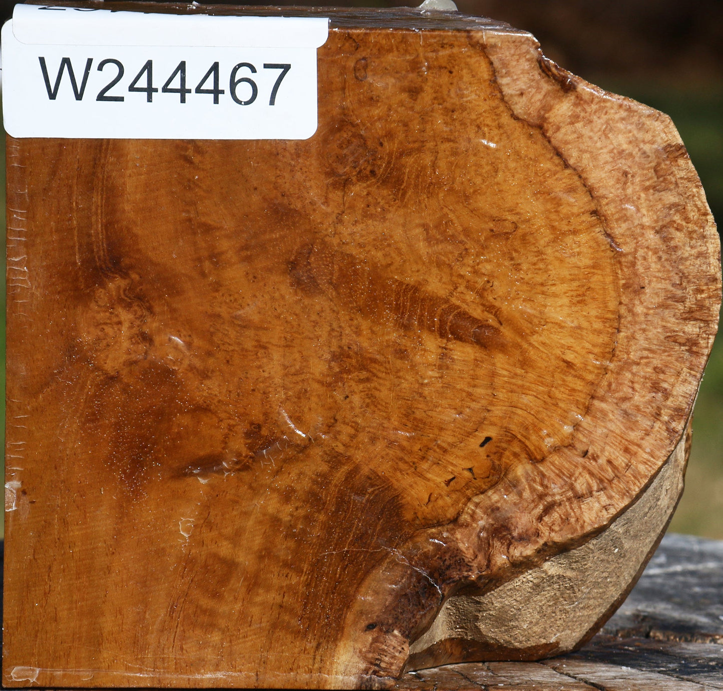Teak Burl Live Edge Bowl Blank