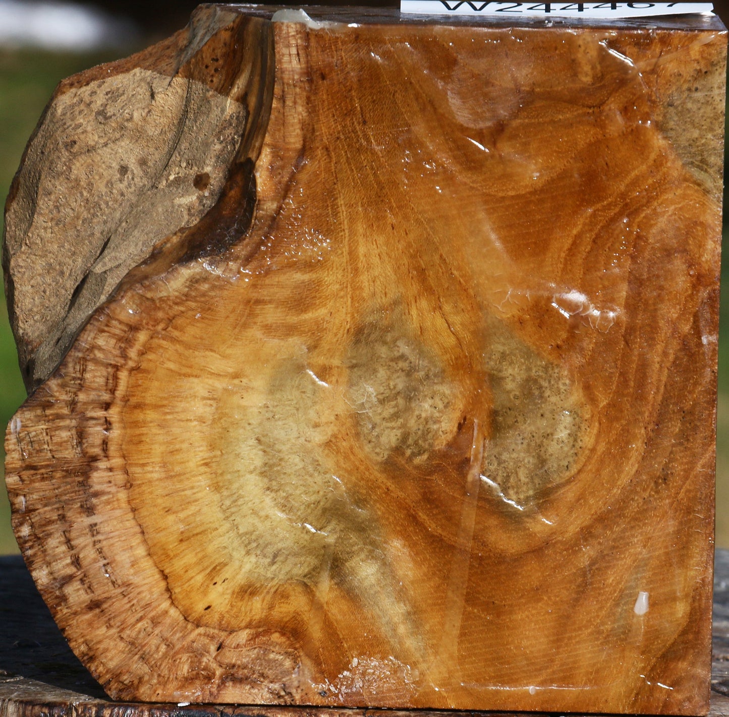 Teak Burl Live Edge Bowl Blank