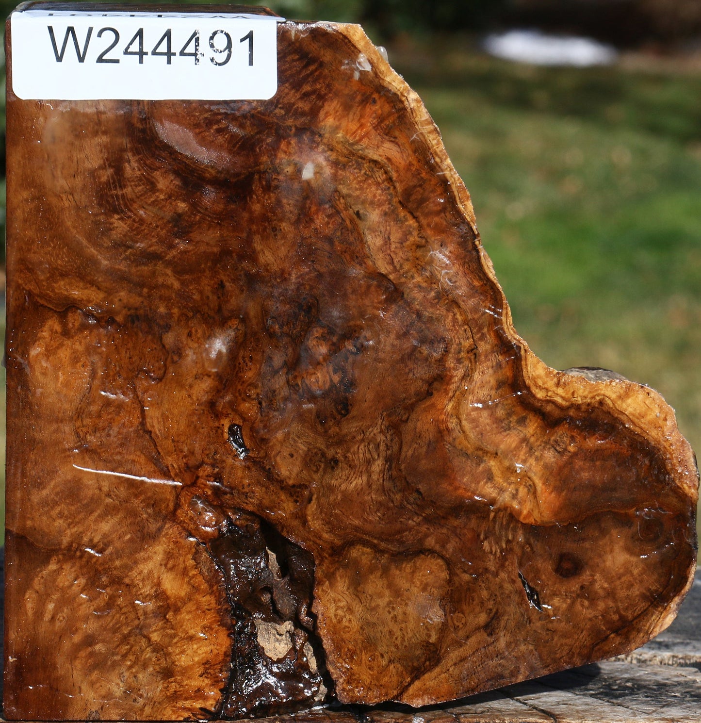 Teak Burl Live Edge Turning Blank