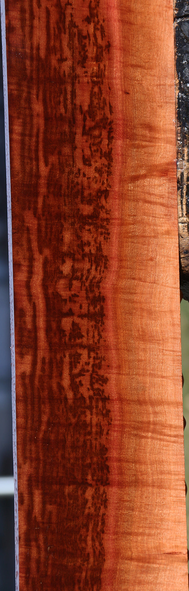 Exhibition Jackalberry Lumber