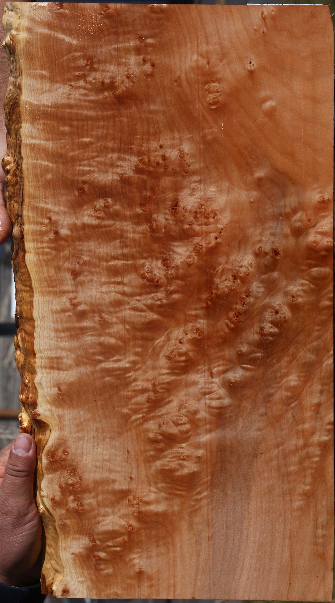 Maple Burl Live Edge Lumber
