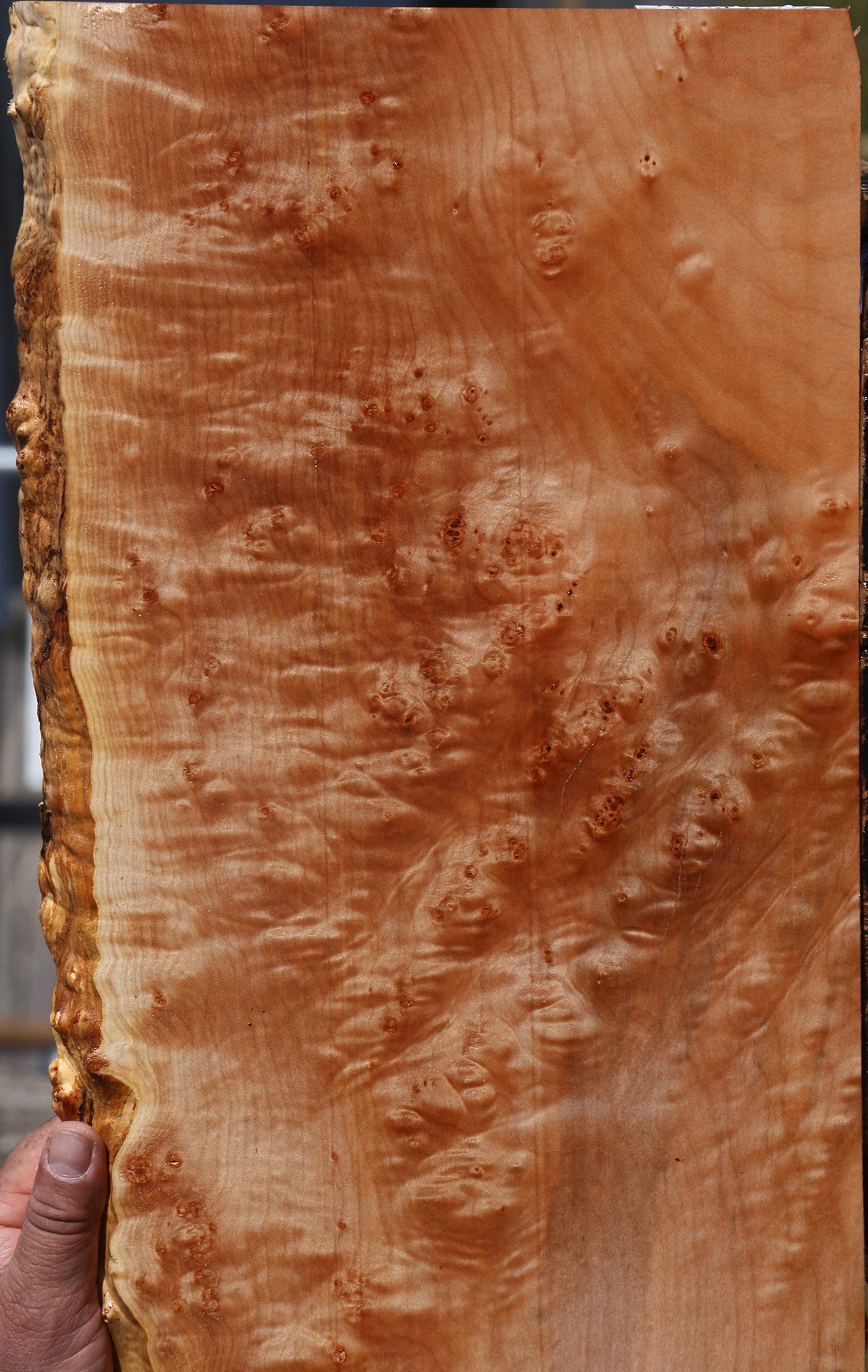 Maple Burl Live Edge Lumber