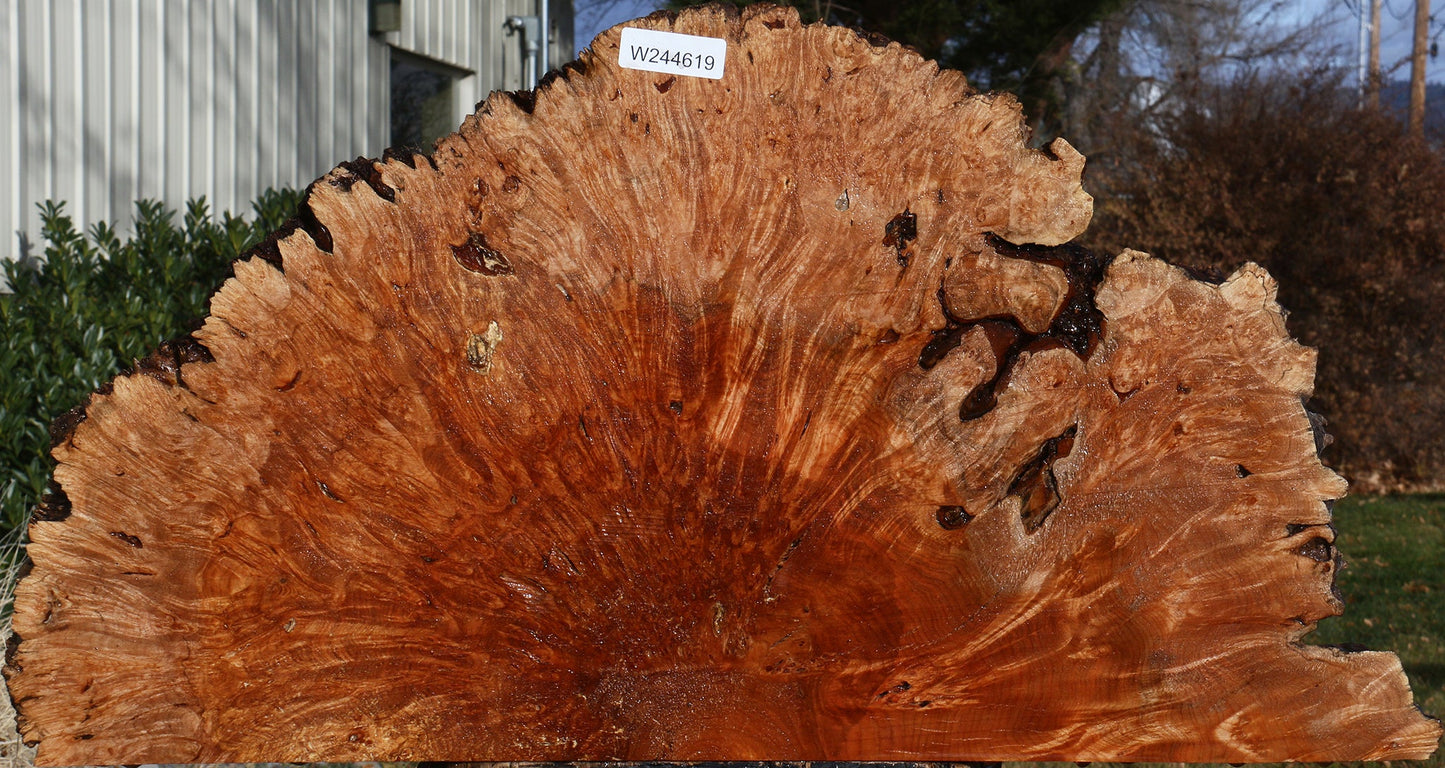 Maple Burl Live Edge Slice