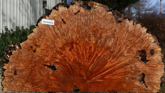 Maple Burl Live Edge Slice
