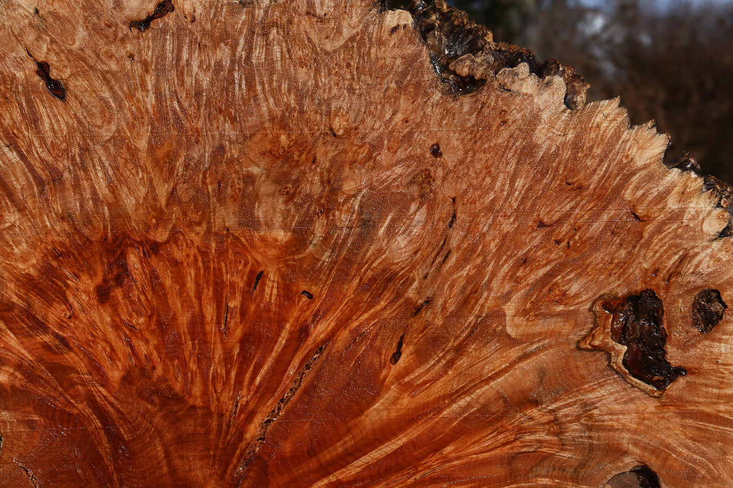 Maple Burl Live Edge Slice