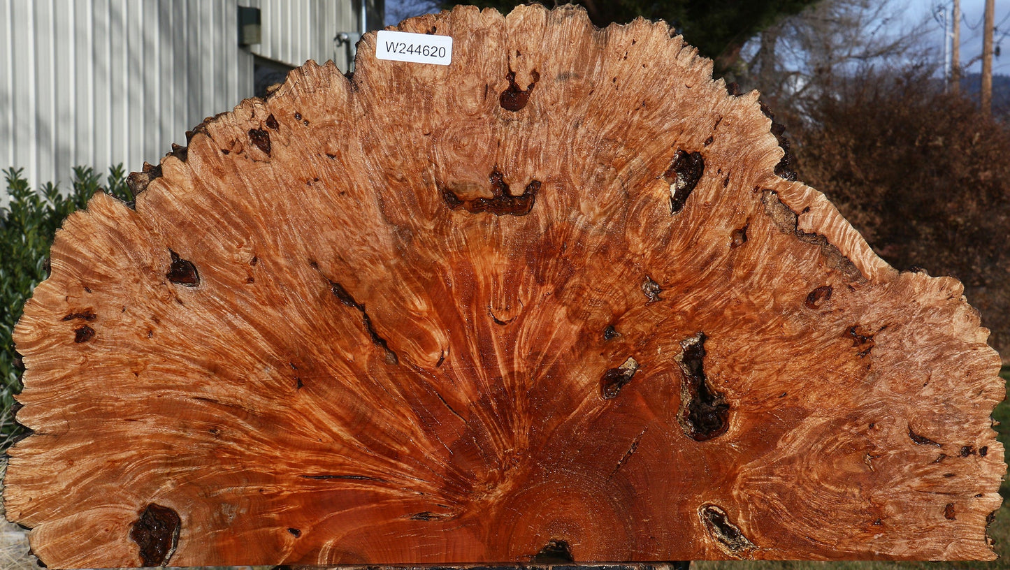 Maple Burl Live Edge Slice