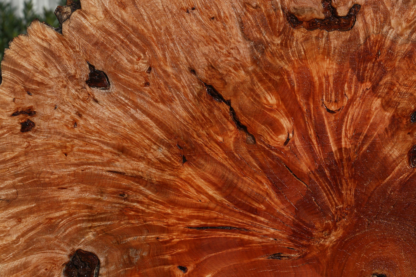 Maple Burl Live Edge Slice