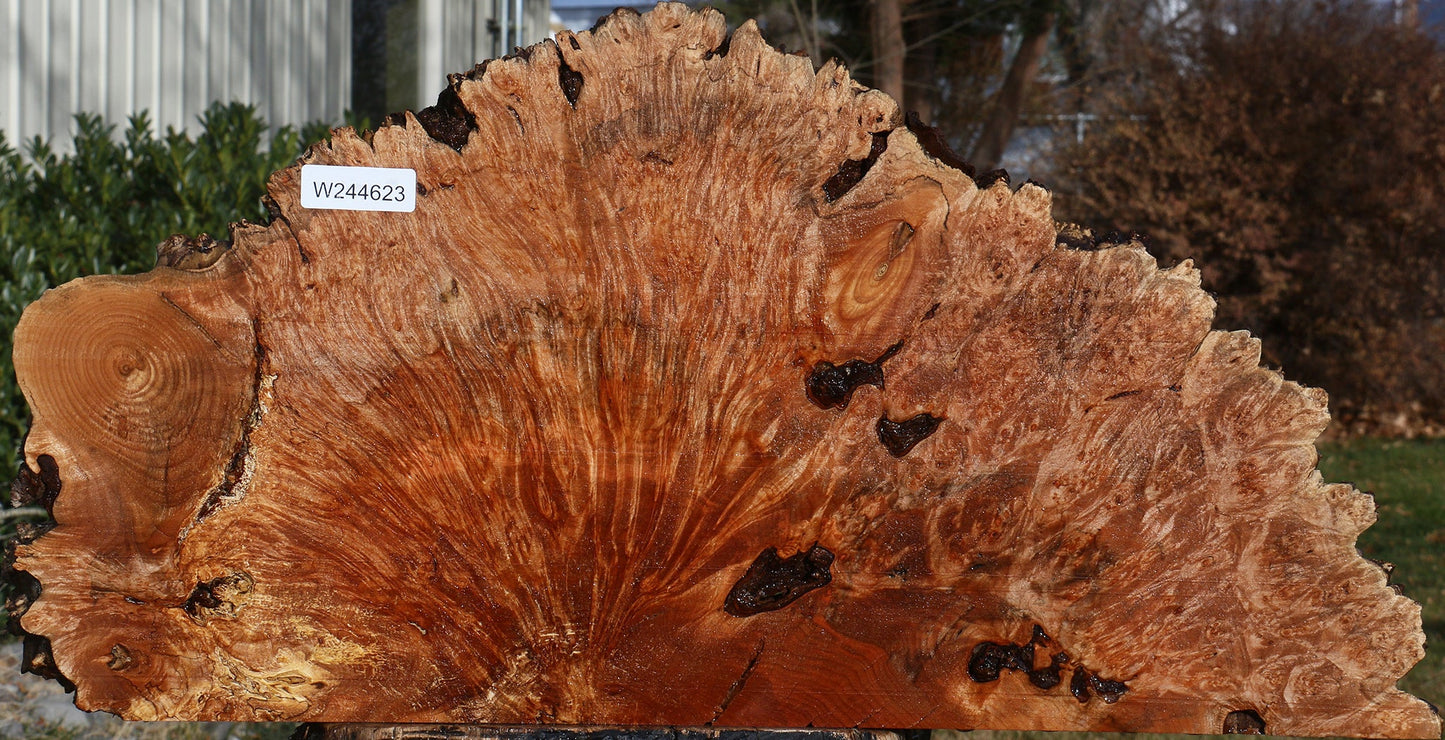 Maple Burl Live Edge Slice