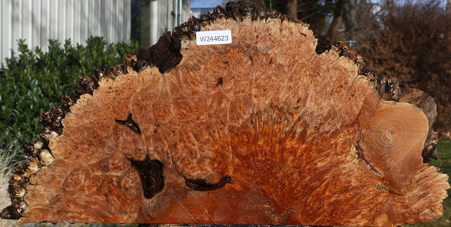 Maple Burl Live Edge Slice