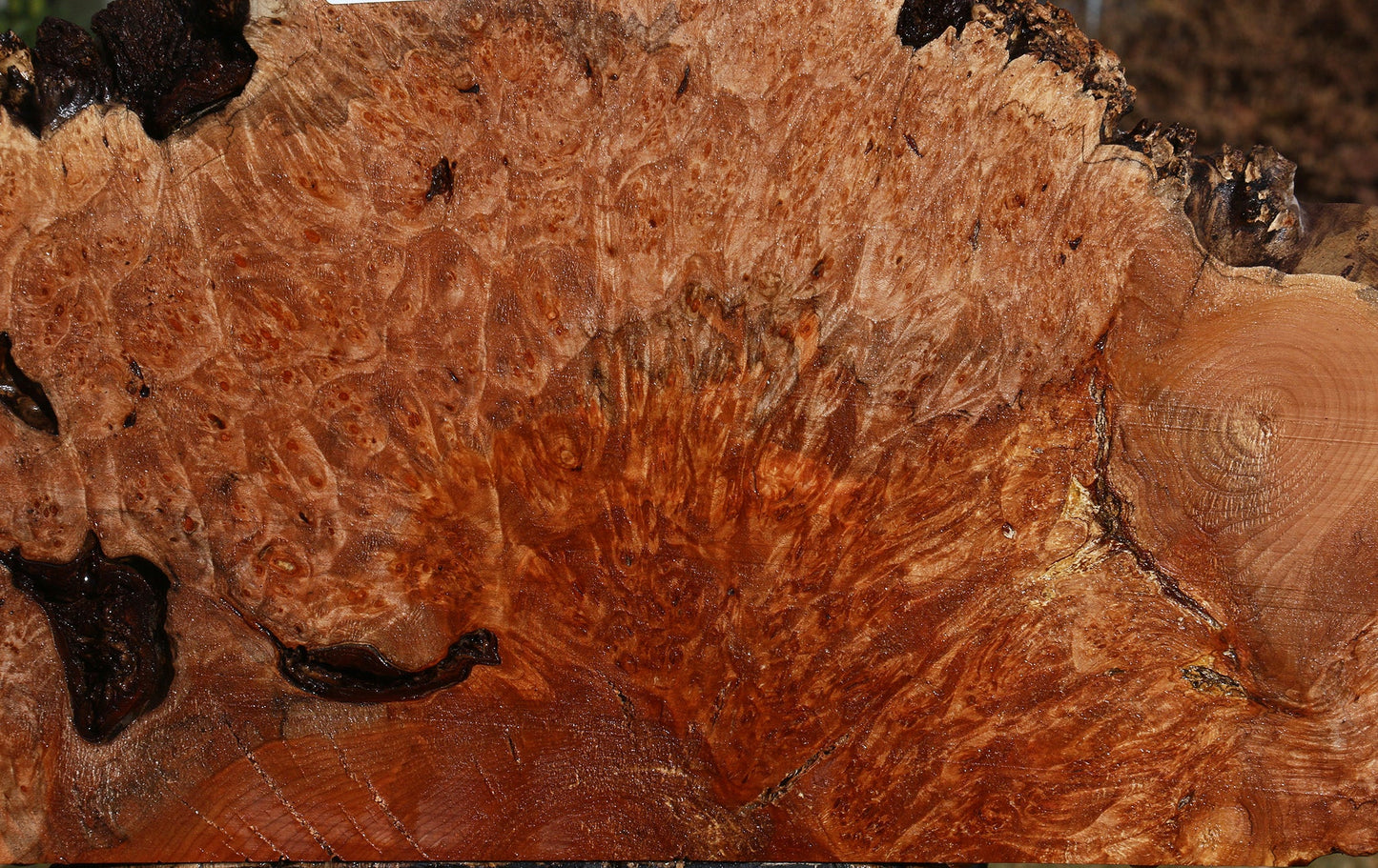 Maple Burl Live Edge Slice