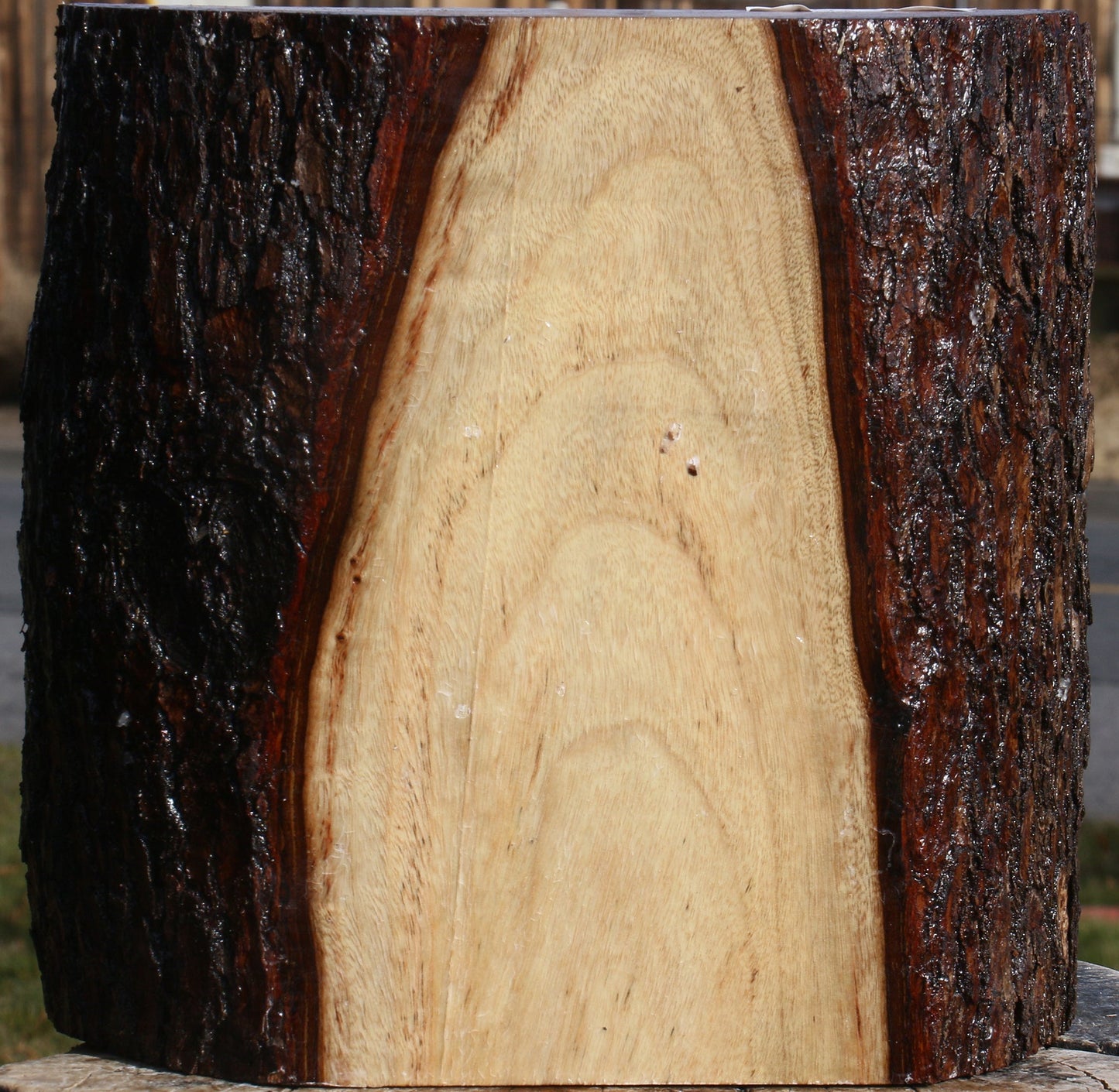 Figured Camphor Live Edge Bowl Blank