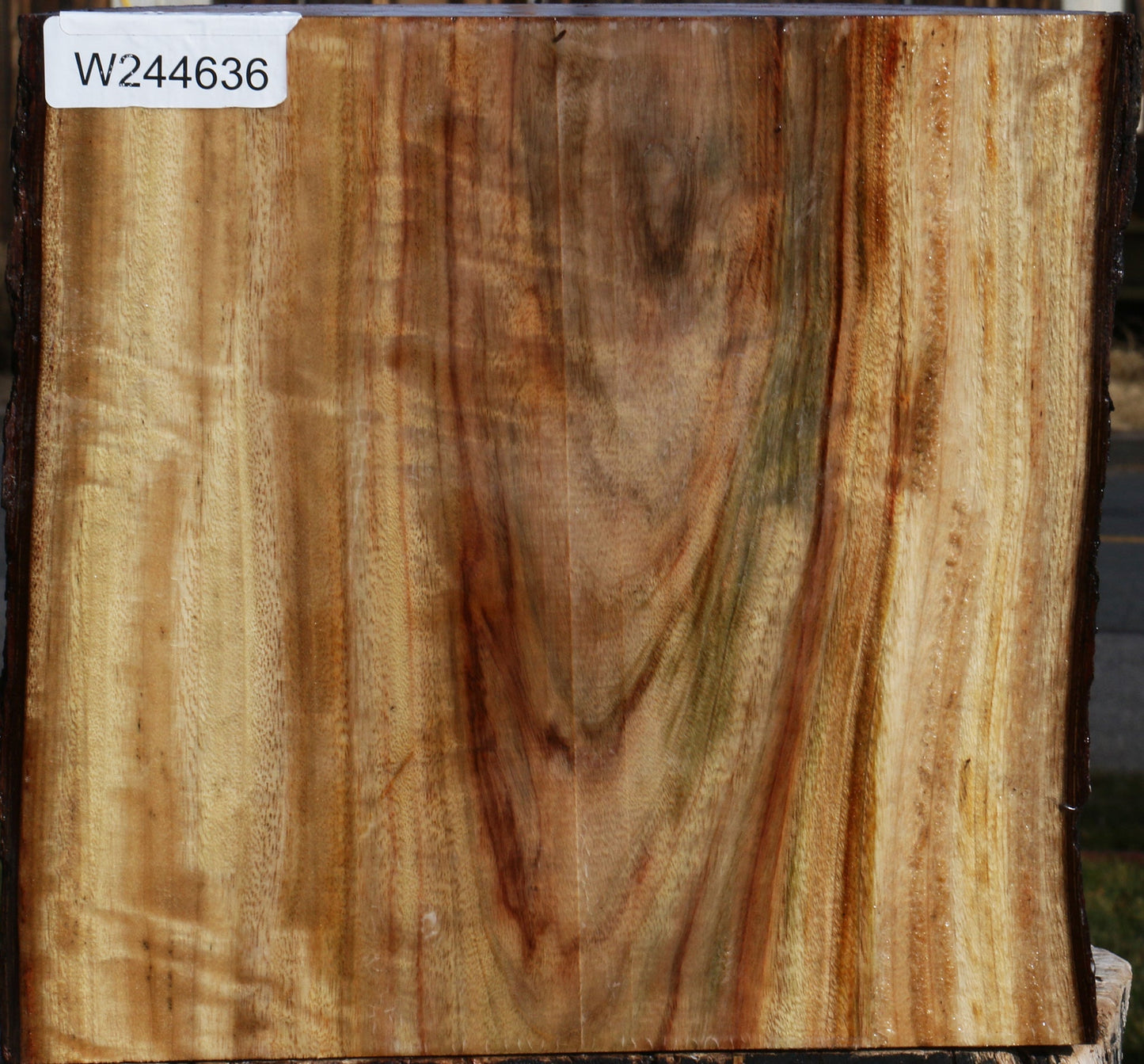 Extra Fancy Camphor Live Edge Bowl Blank