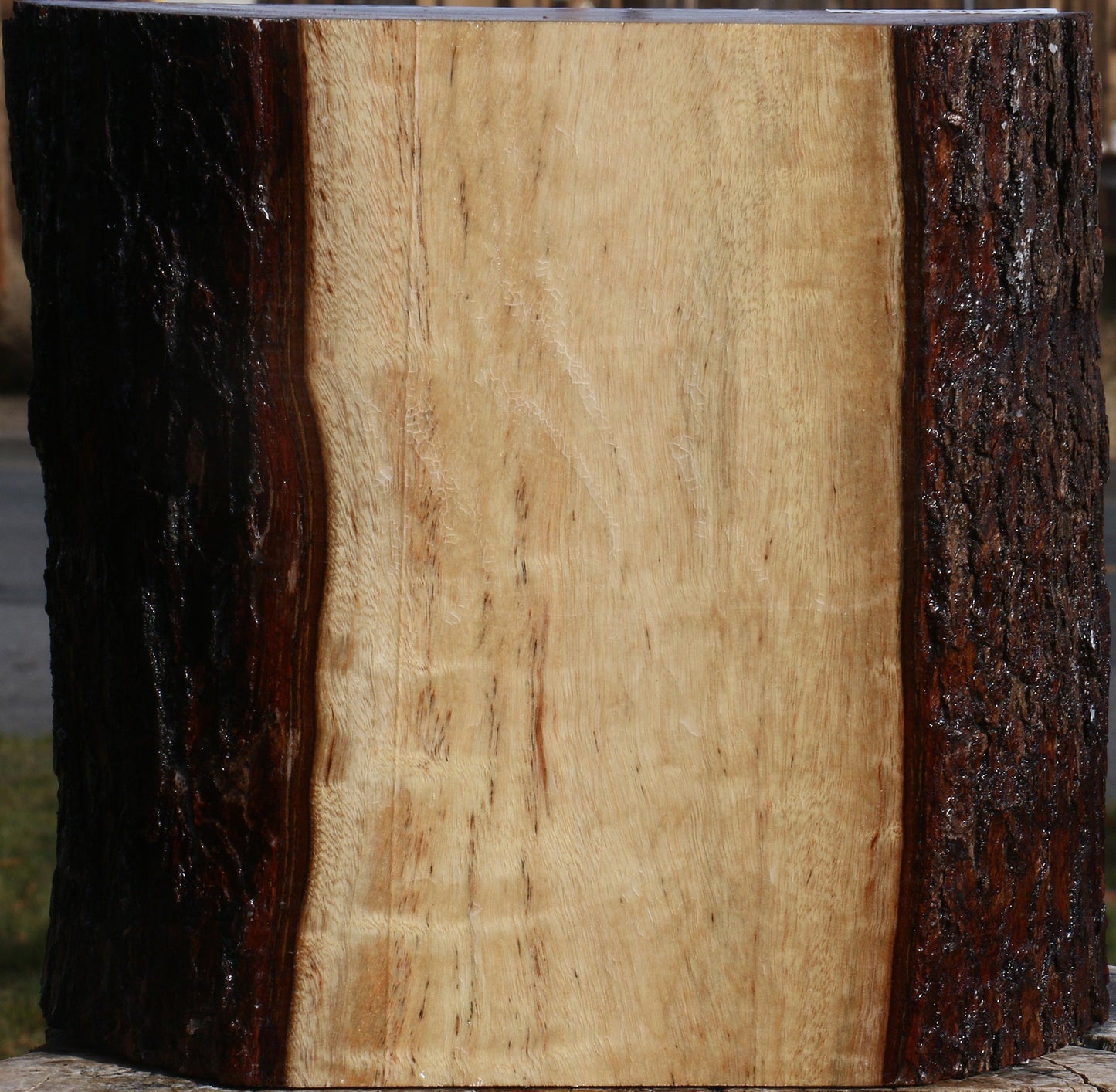 Extra Fancy Camphor Live Edge Bowl Blank