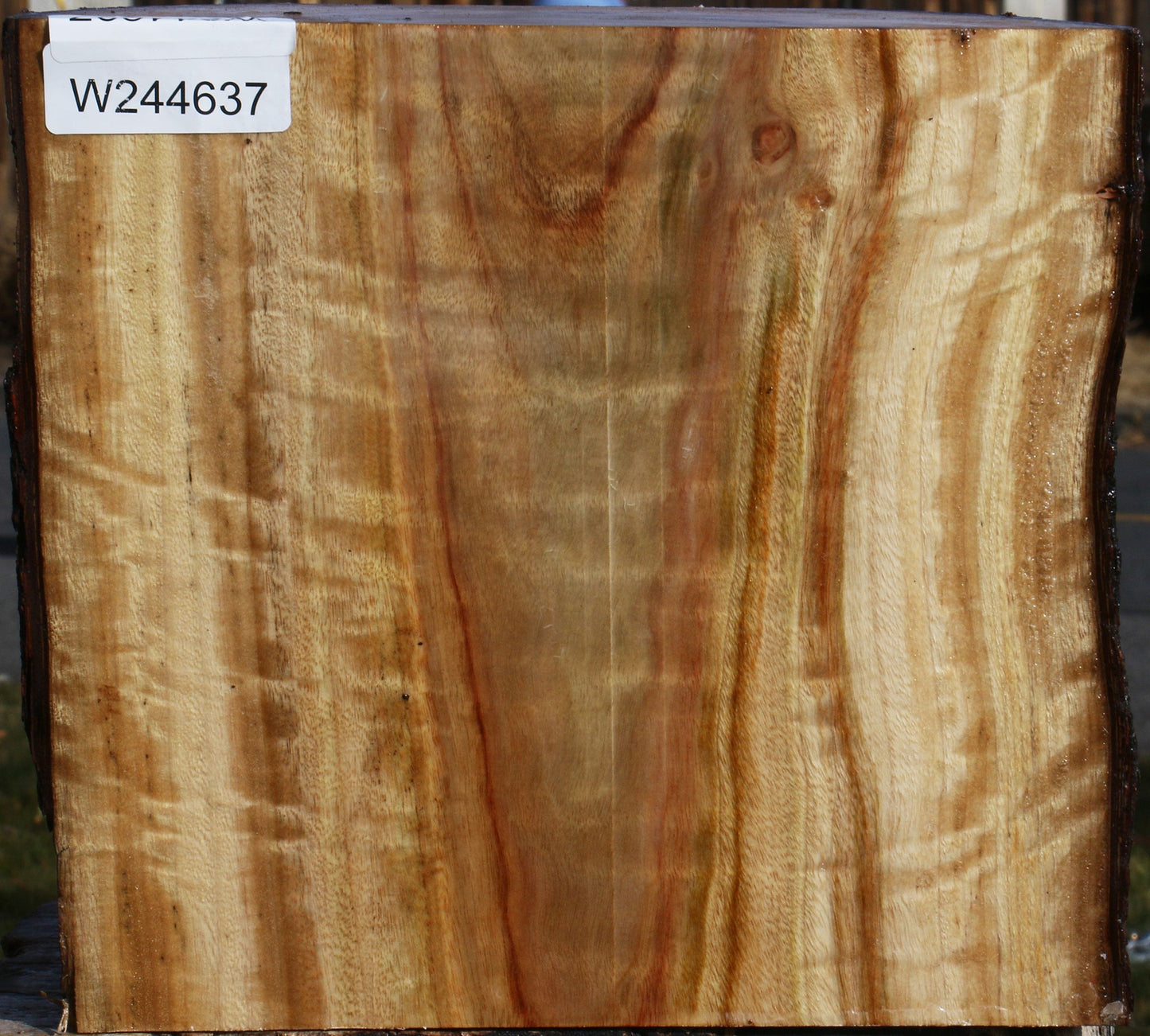 Extra Fancy Camphor Live Edge Bowl Blank