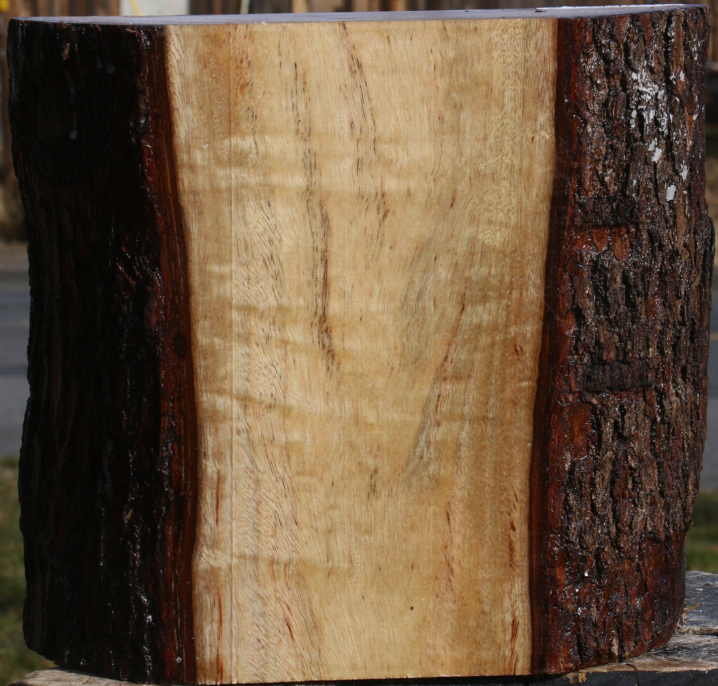 Extra Fancy Camphor Live Edge Bowl Blank
