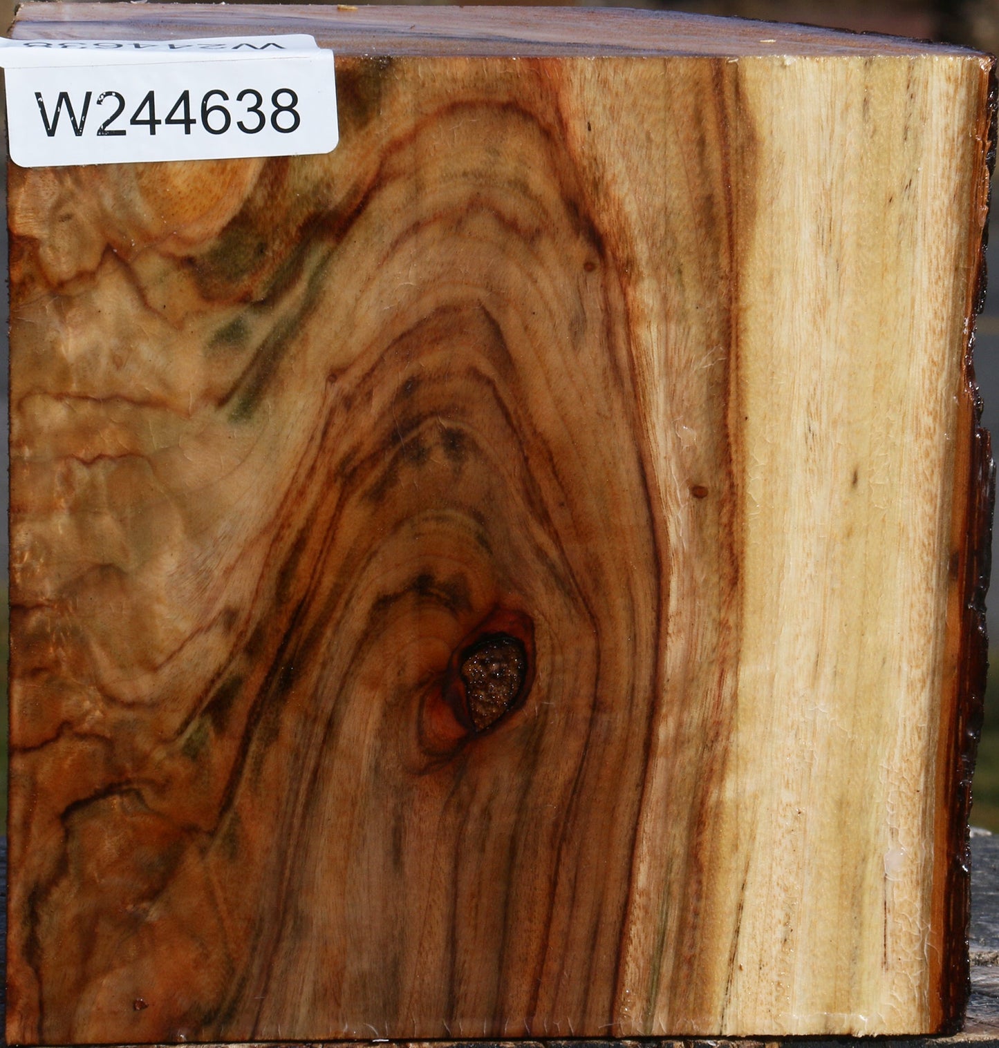 Extra Fancy Camphor Live Edge Bowl Blank