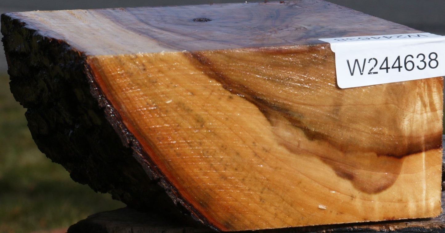 Extra Fancy Camphor Live Edge Bowl Blank