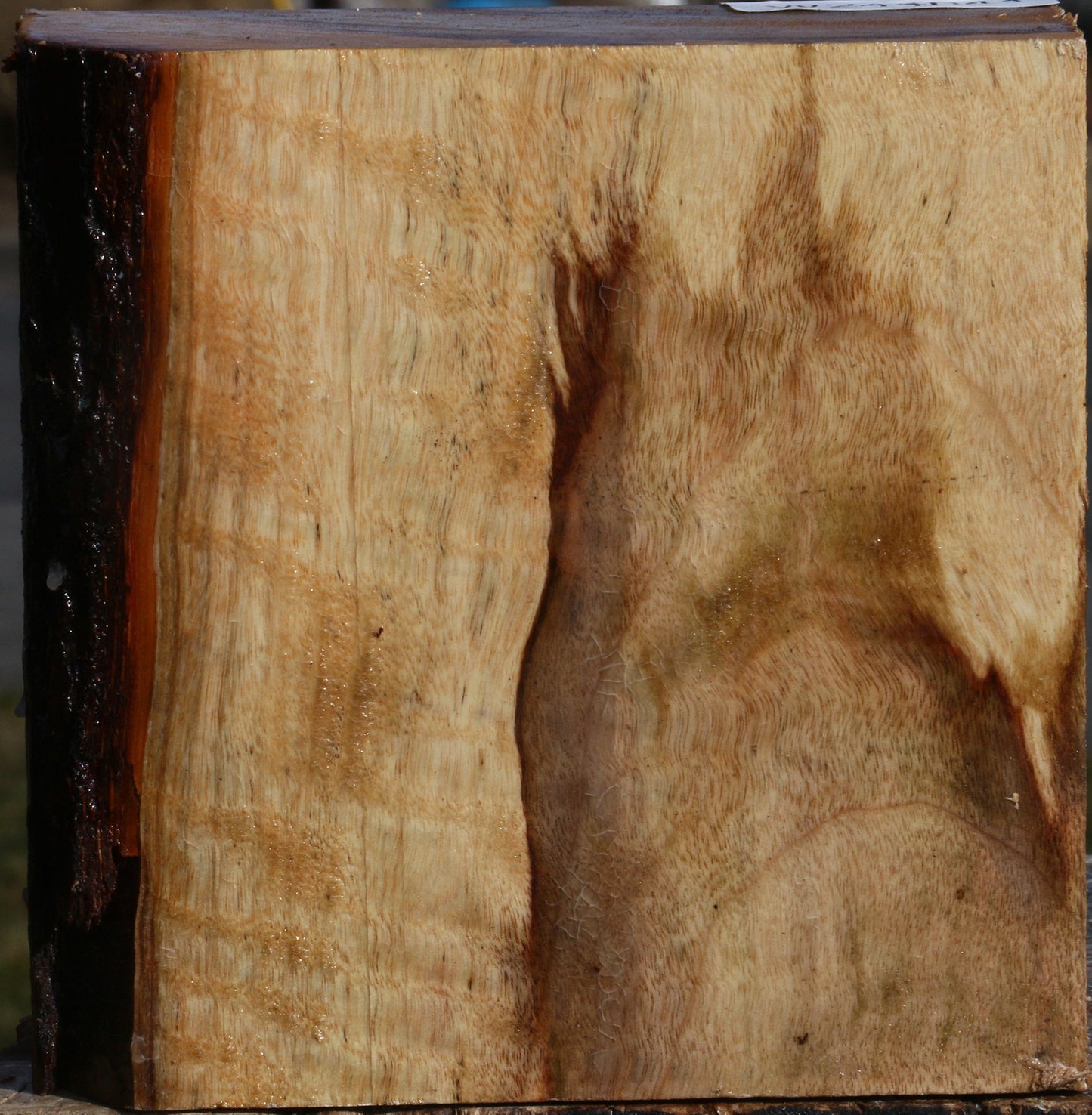 Figured Camphor Bowl Blank