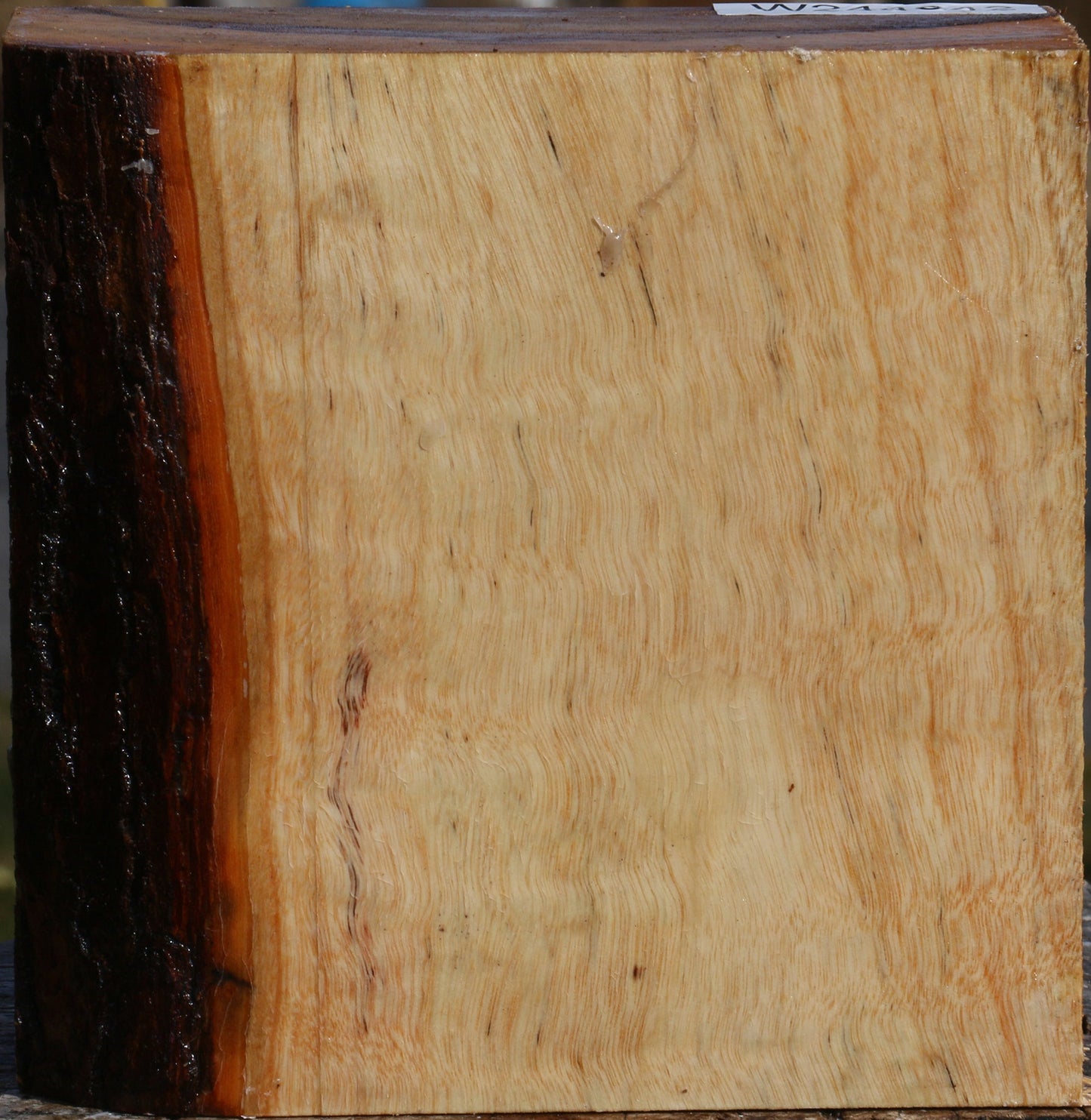 Figured Camphor Bowl Blank