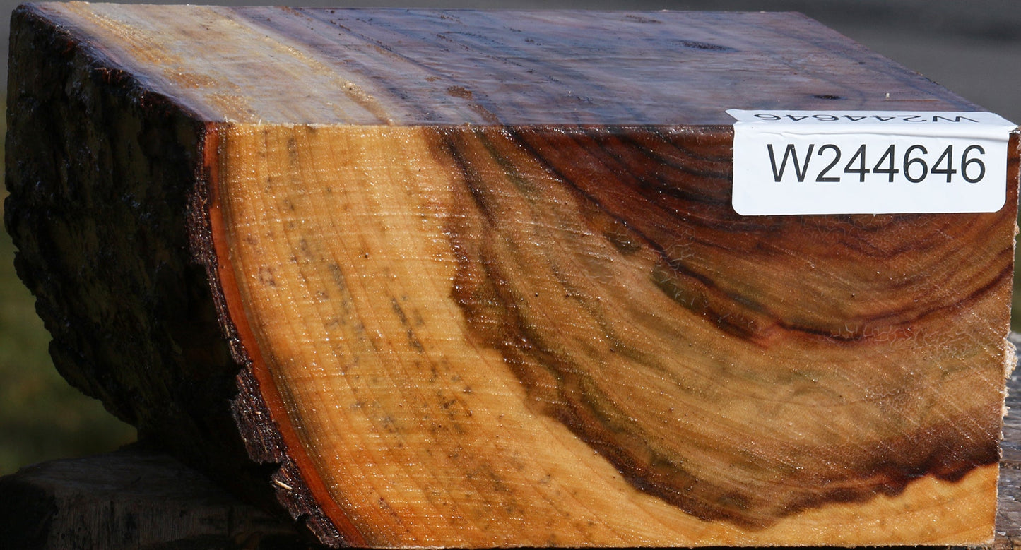Camphor Live Edge Bowl Blank