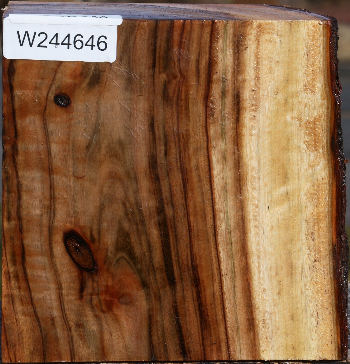 Camphor Live Edge Bowl Blank