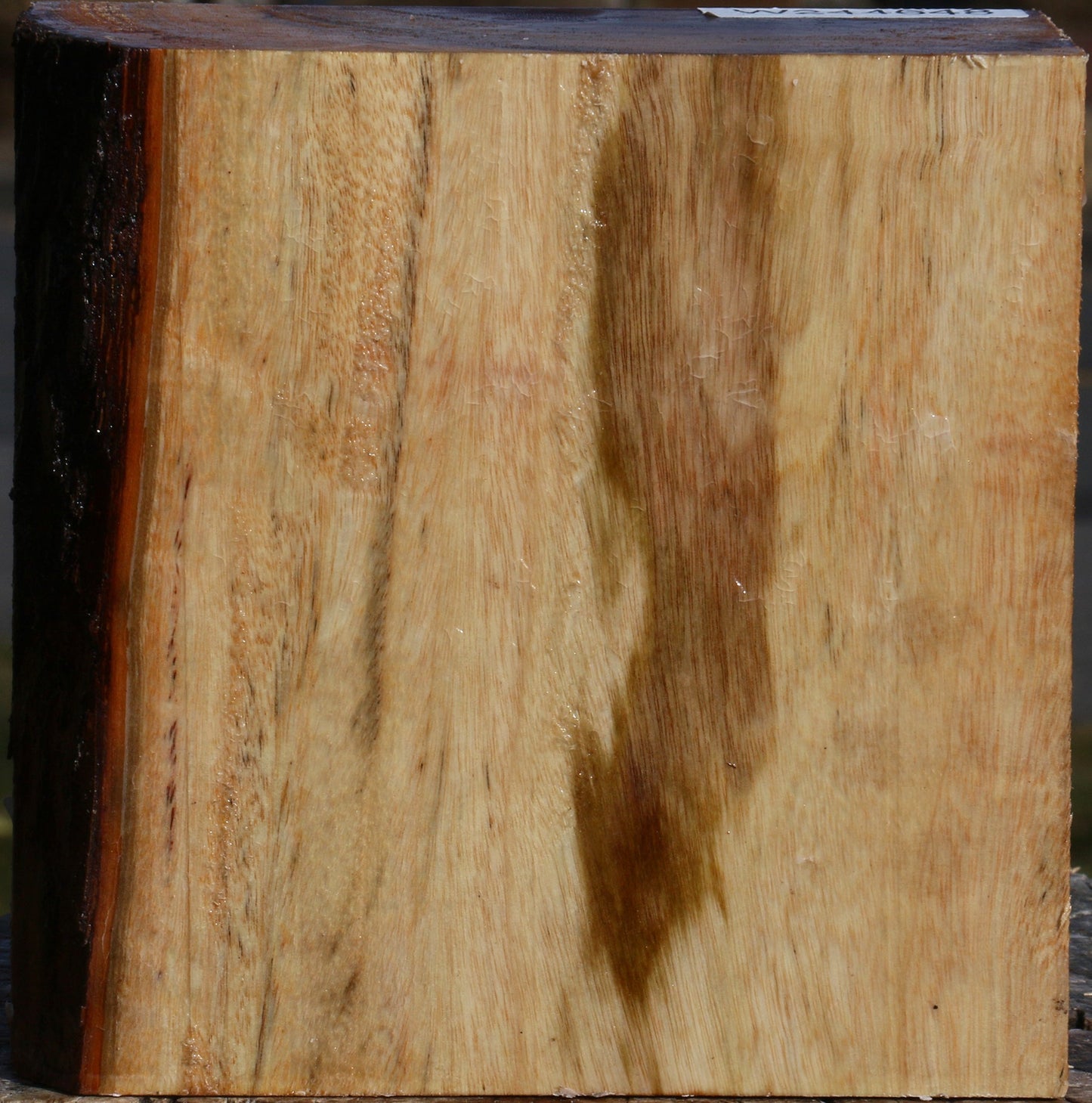 Figured Camphor Bowl Blank