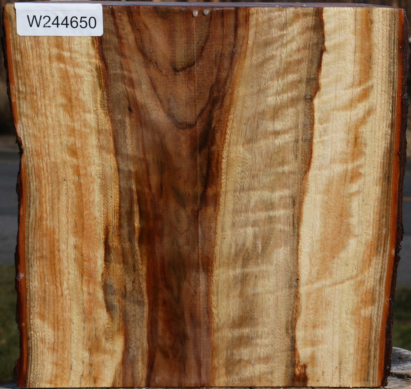 Figured Camphor Live Edge Bowl Blank