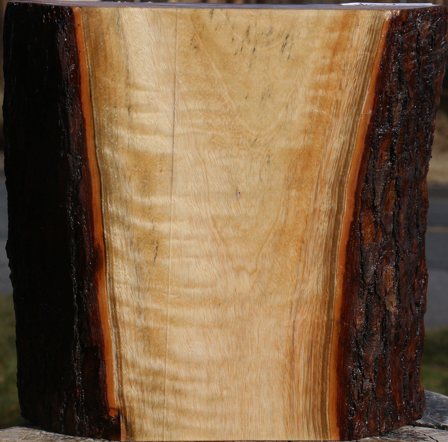 Figured Camphor Live Edge Bowl Blank