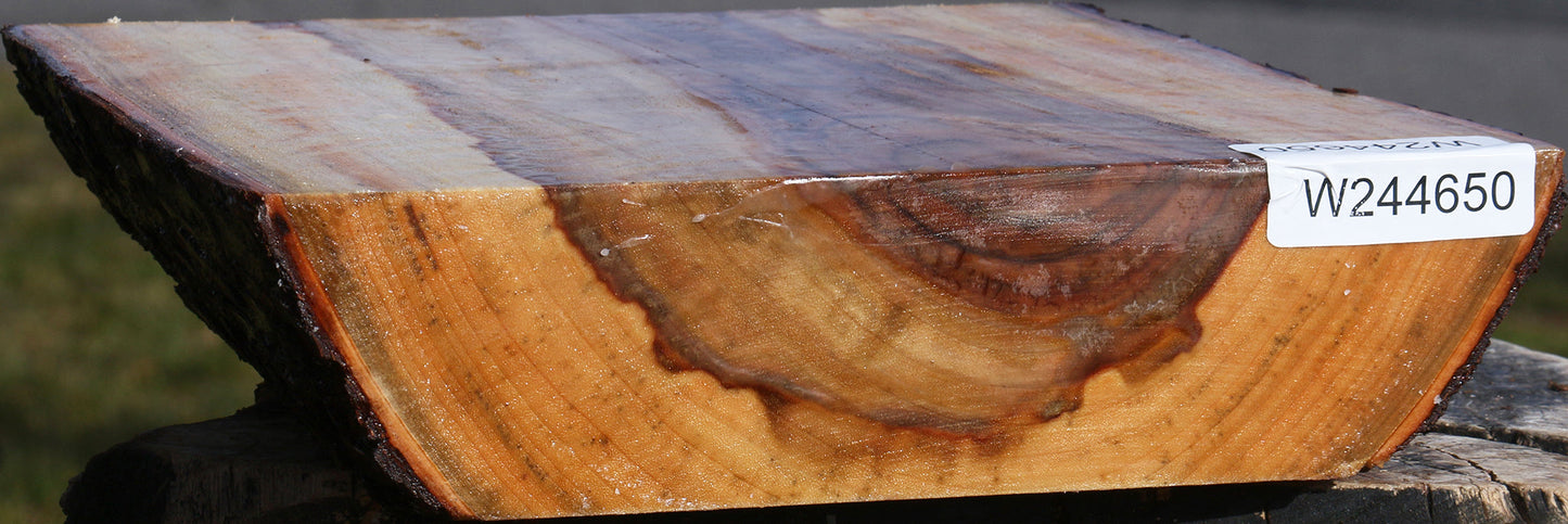 Figured Camphor Live Edge Bowl Blank