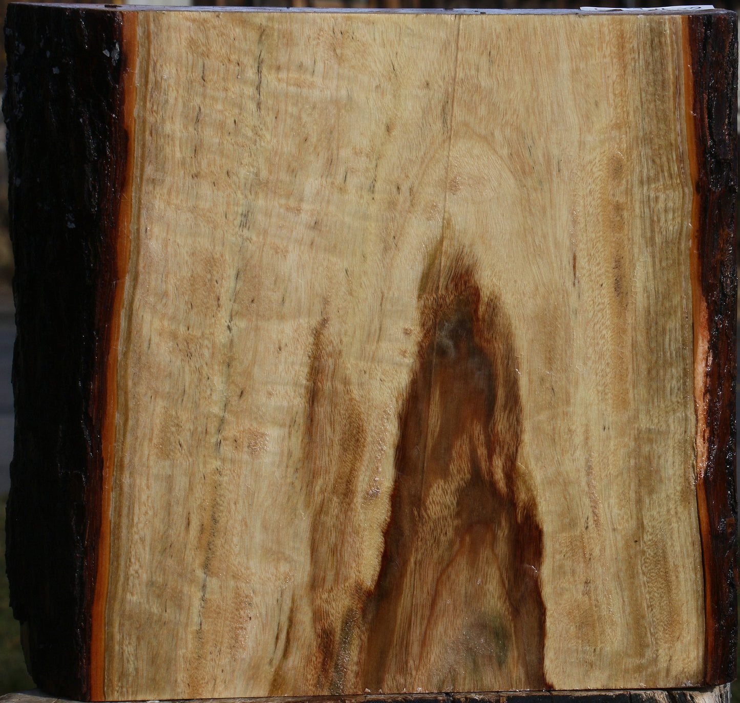 Figured Camphor Live Edge Platter Blank