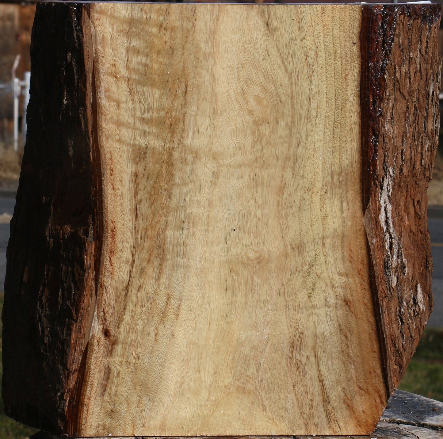 Figured Camphor Live Edge Bowl Blank
