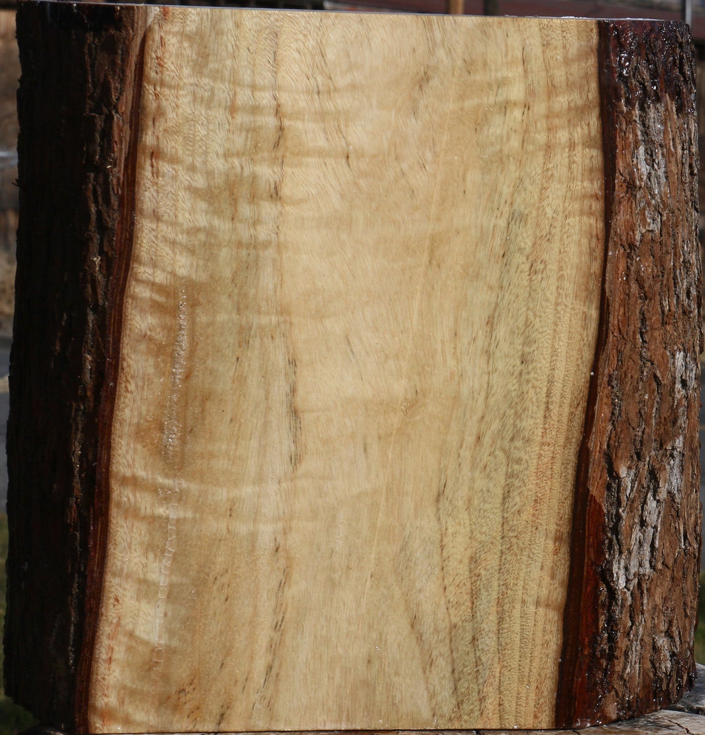 Figured Camphor Live Edge Bowl Blank