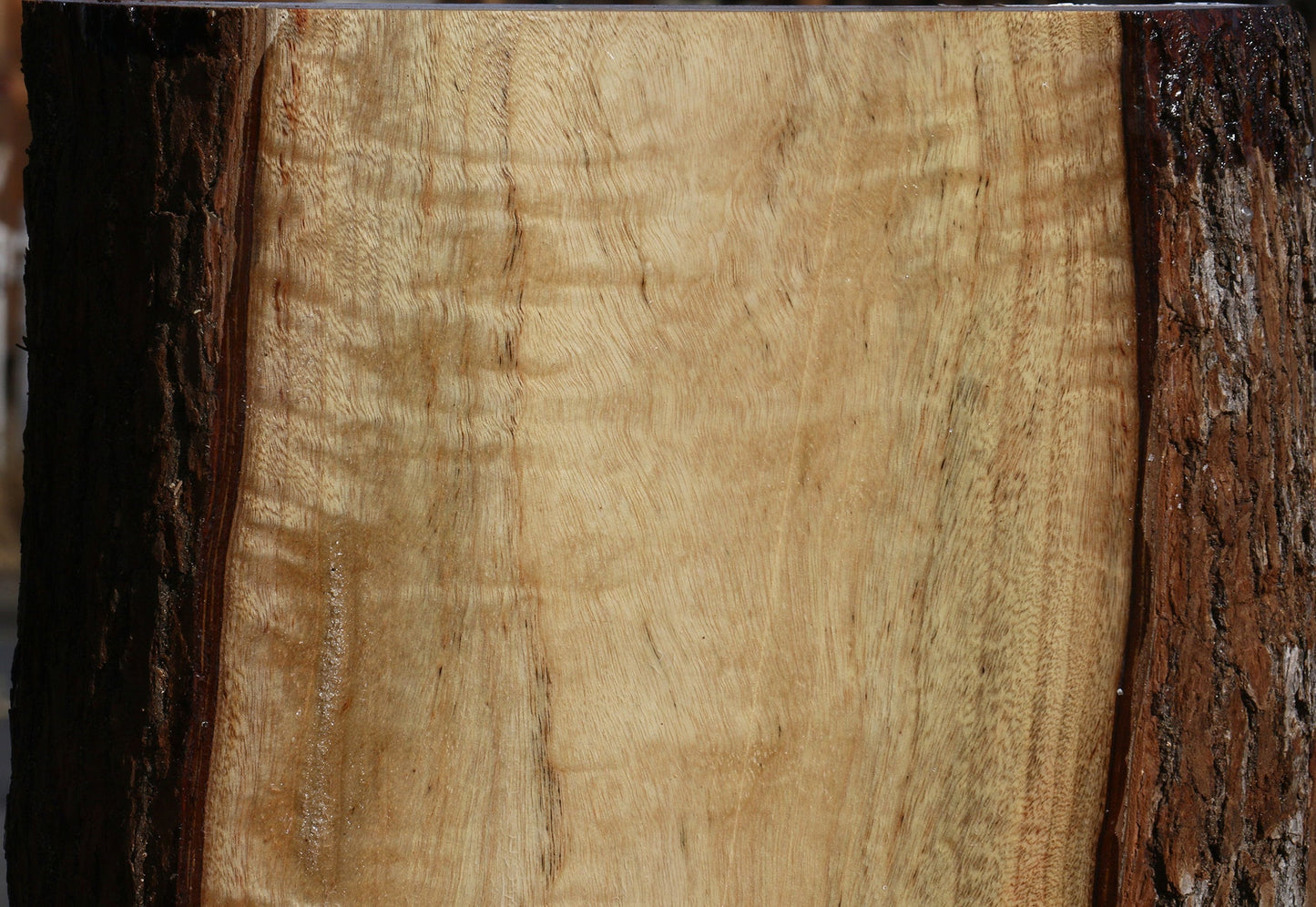 Figured Camphor Live Edge Bowl Blank