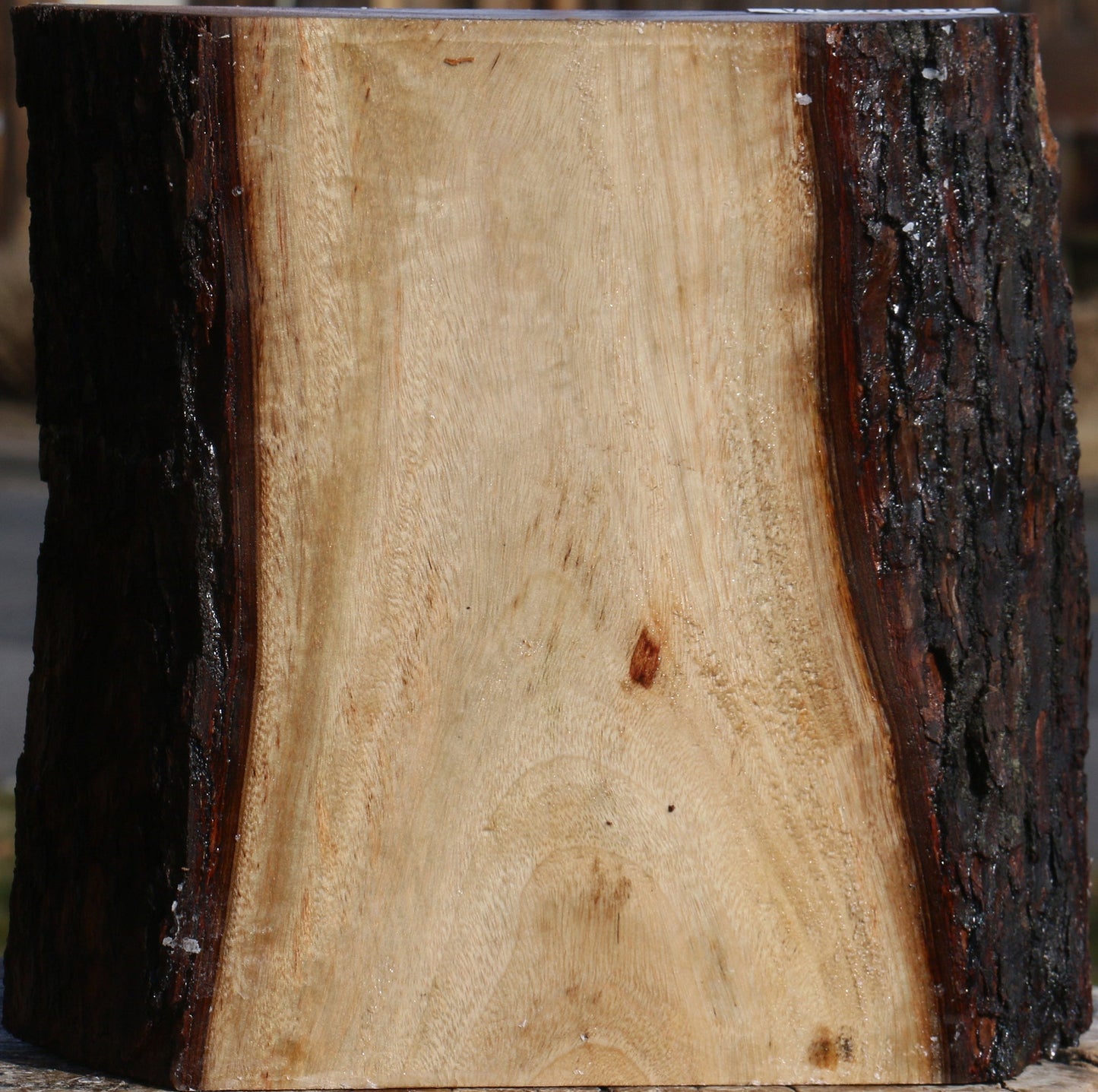 Figured Camphor Live Edge Bowl Blank