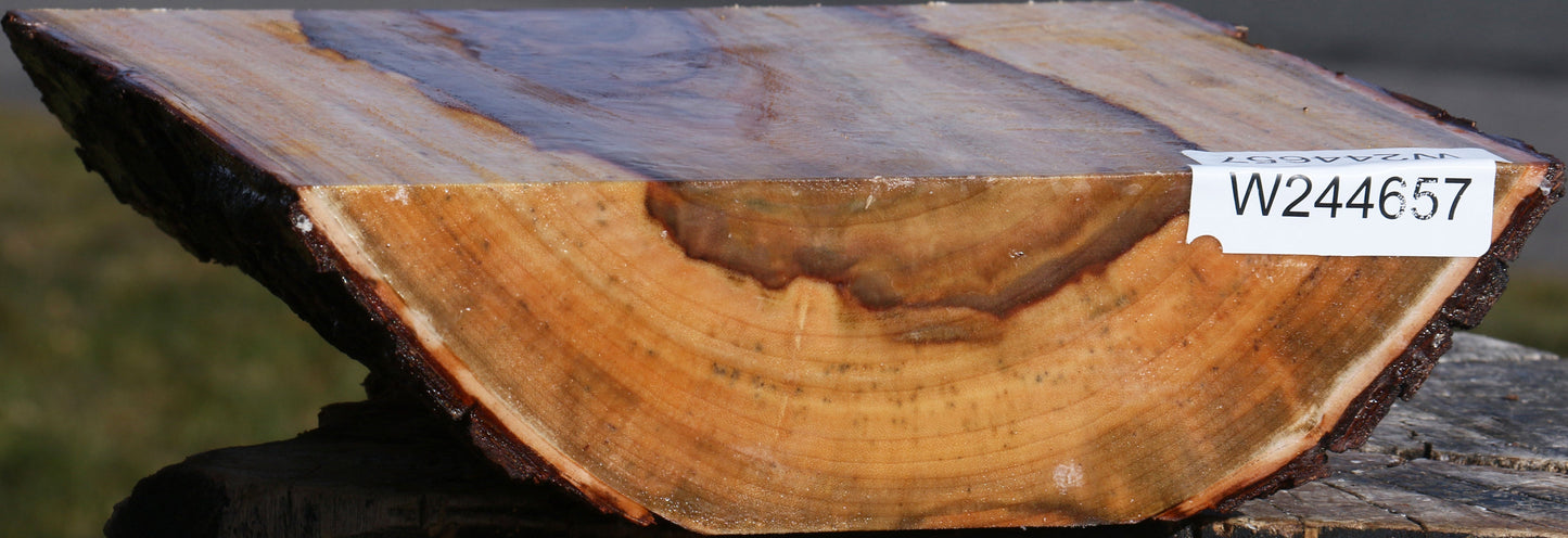 Camphor Live Edge Bowl Blank
