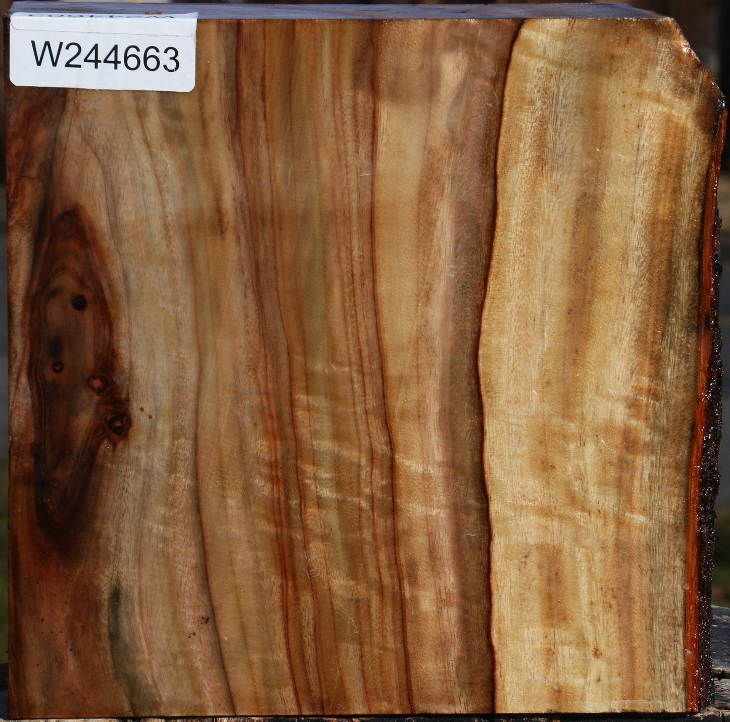 Figured Camphor Live Edge Bowl Blank